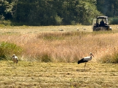 Ineens staat het hele weiland in De Bundertjes vol: dit is waarom je er nu zoveel ooievaars ziet