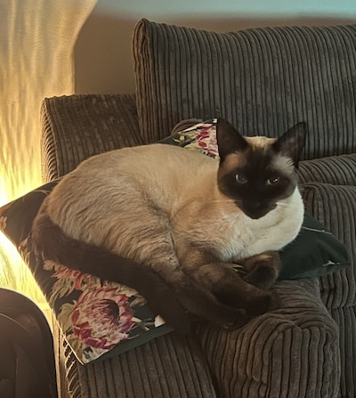 Heb jij Tijger of Bailey gezien? Deze twee huisdieren worden in Den Bosch vermist