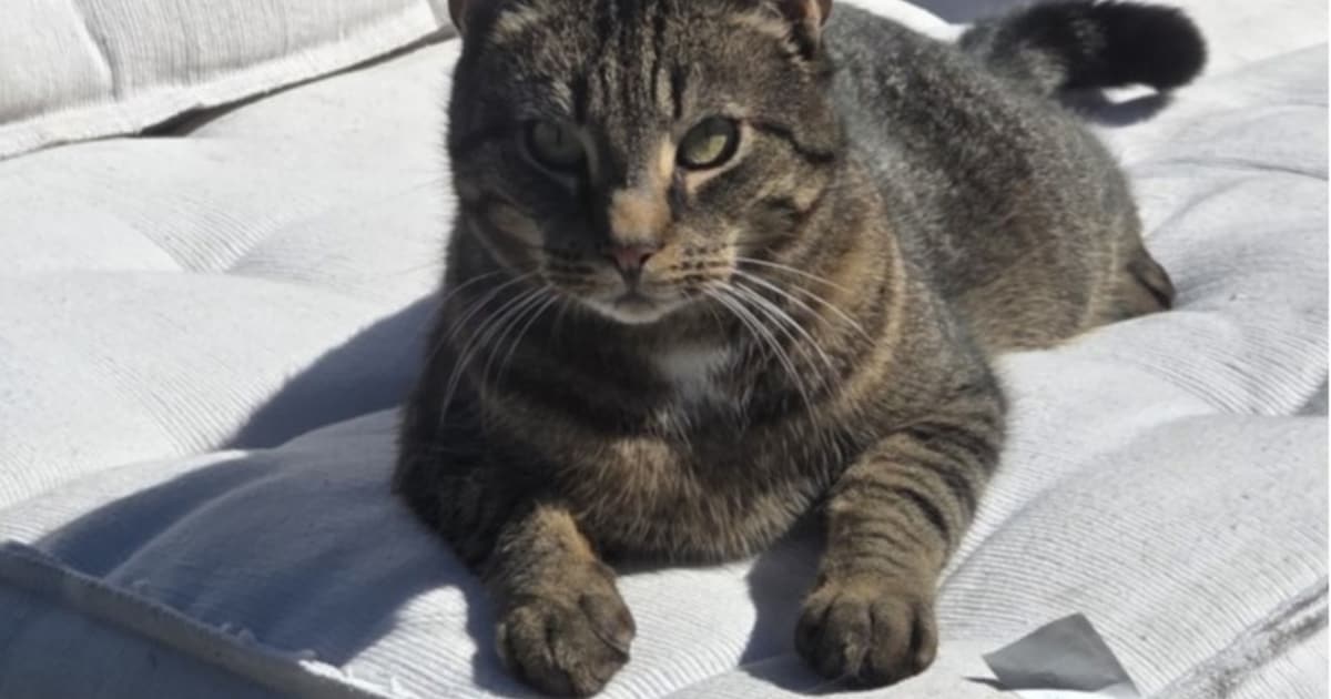 Heb jij Pip gezien? Dit huisdier wordt in Gemert-Bakel vermist