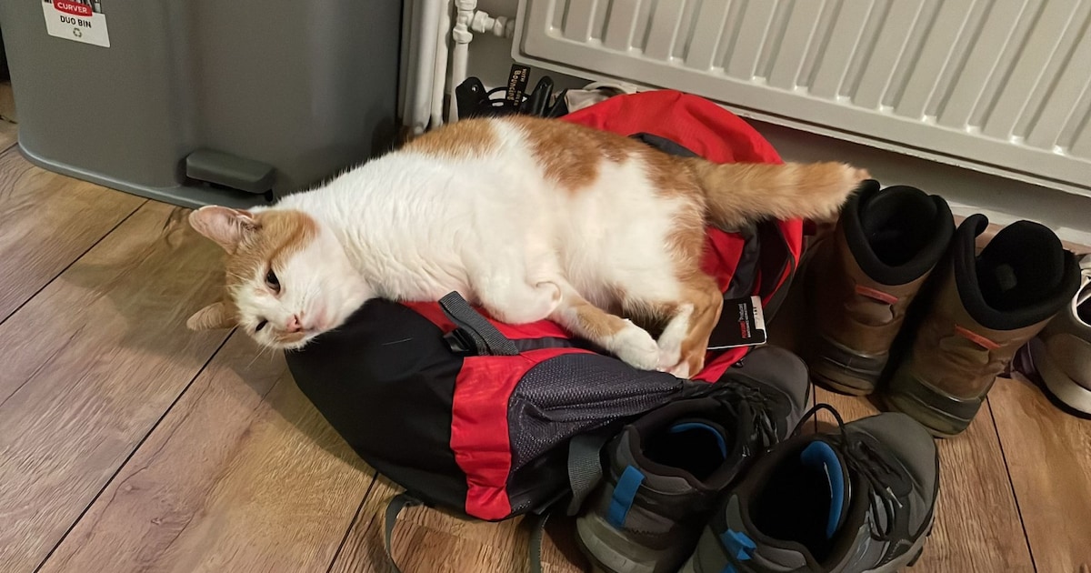 Heb jij Poes gezien? Dit huisdier wordt in Heeze-Leende vermist