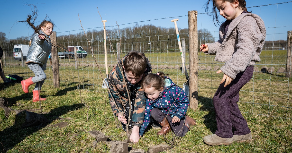 Ruim 7500 bomen en struiken geplant in Son en Breugel: inwoners kunnen meehelpen
