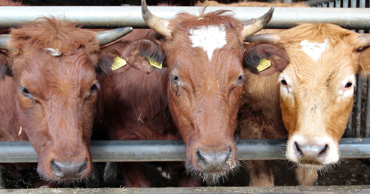Agropluim voor De Ruurhoeve in Hoogeloon