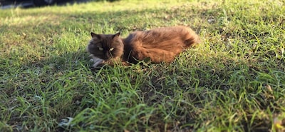 Heb jij Max, Lux of Caramilla gezien? Deze drie huisdieren worden in Helmond vermist