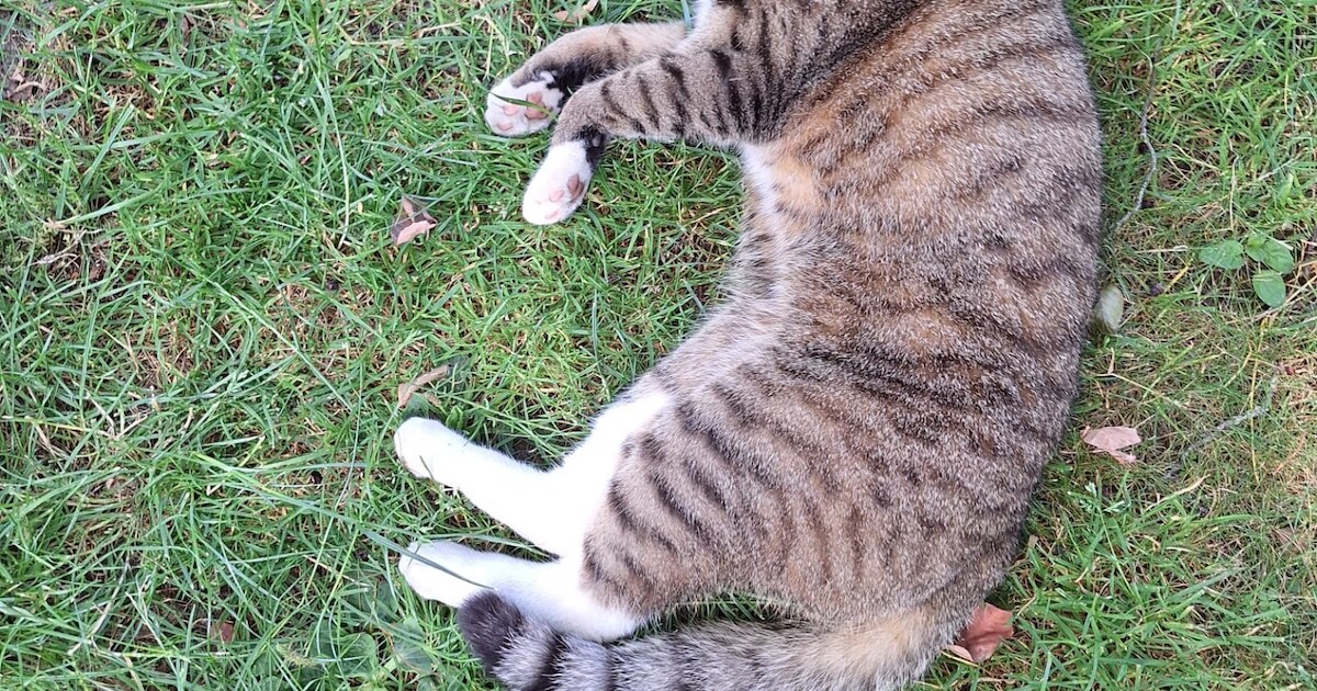 Heb jij Toby gezien? Dit huisdier wordt in Nuenen, Gerwen en Nederwetten vermist