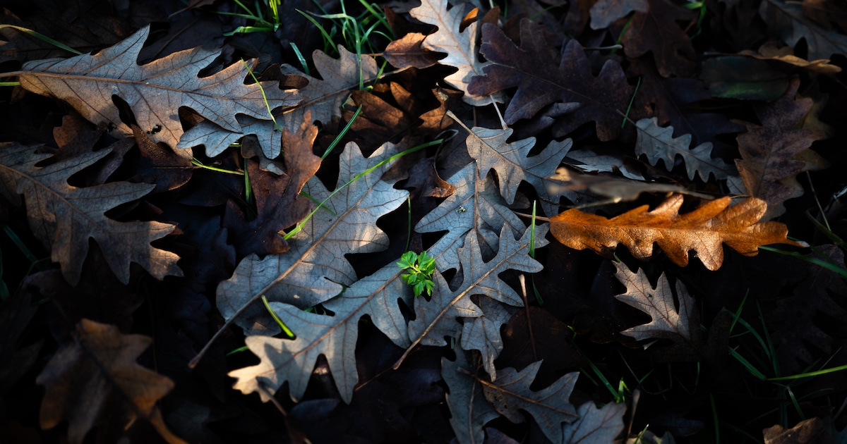 Herfstwandeling vertrekt zondag bij De Tipmast in Bladel