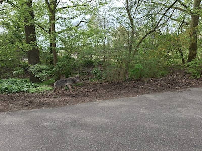 Lichtgewonde wolf opgedoken in Goirle