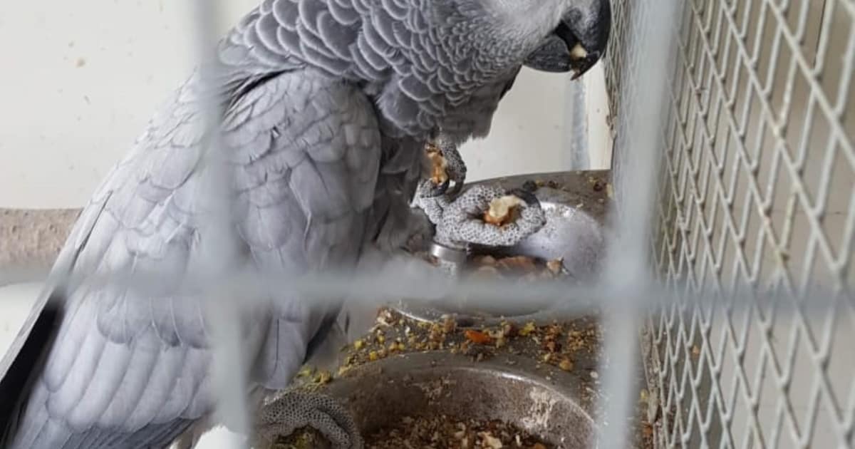 Heb jij Charlie gezien? Dit huisdier wordt in Veldhoven vermist