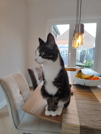 Heb jij Frits gezien? Deze twee huisdieren worden in Eindhoven vermist