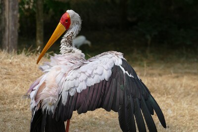 Derde Afrikaanse nimmerzat uit Beekse Bergen gevonden in achtertuin in Riel, verzorgers opgelucht