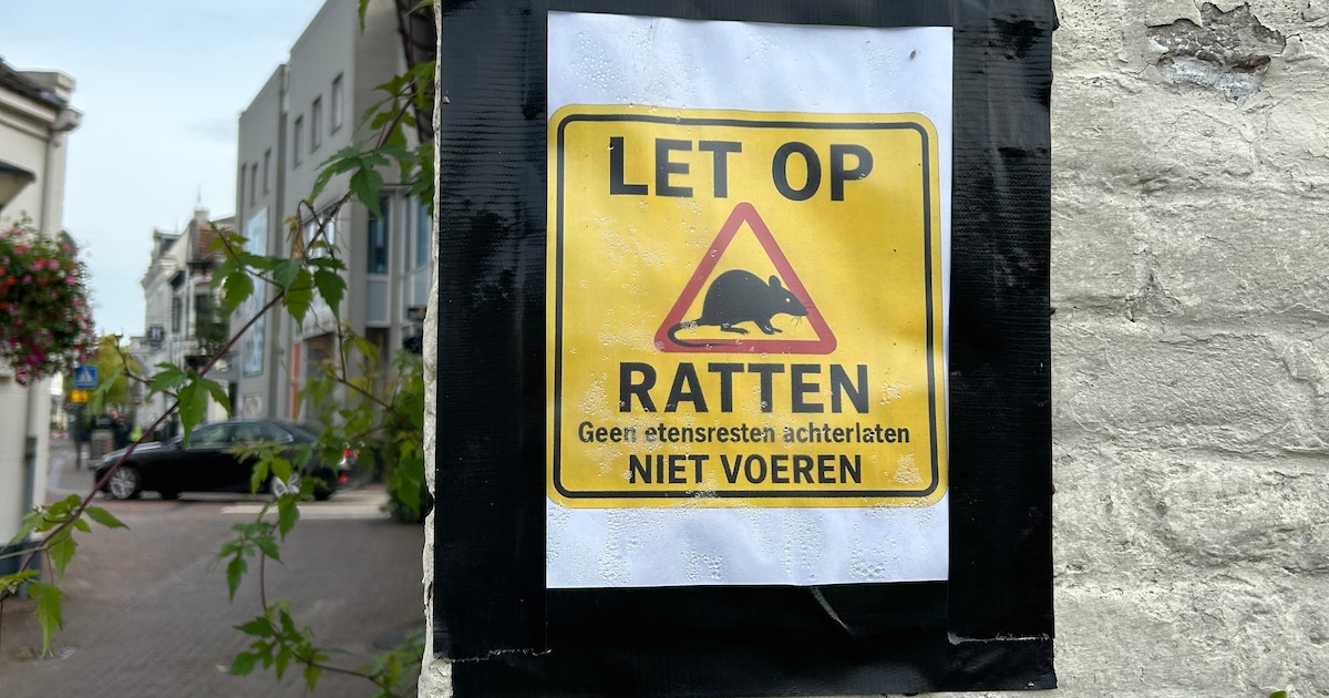 Er is geen ontsnappen meer aan voor de rat; Geldrop-Mierlo begint ...