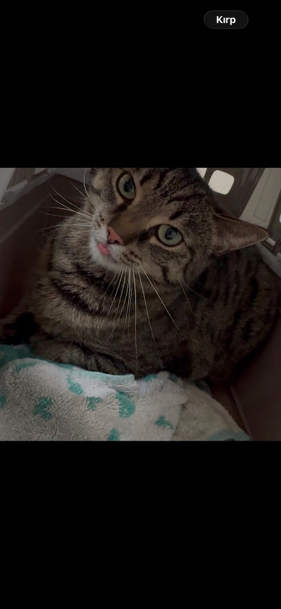 Heb jij Tommie, Pamuk of Pixy gezien? Deze drie huisdieren worden in Helmond vermist
