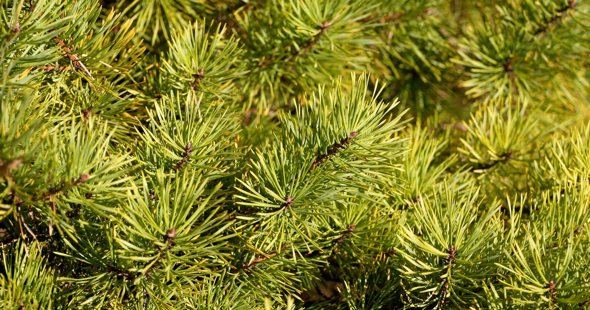 Someren verlengt inleverperiode kerstbomen