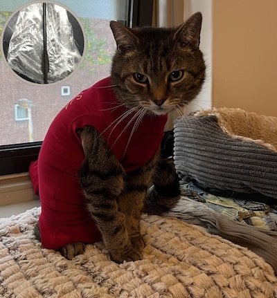 Kat Rudy raakt zwaargewond door kruisboogschot in Eindhoven, ook tweede in de buurt kat beschoten