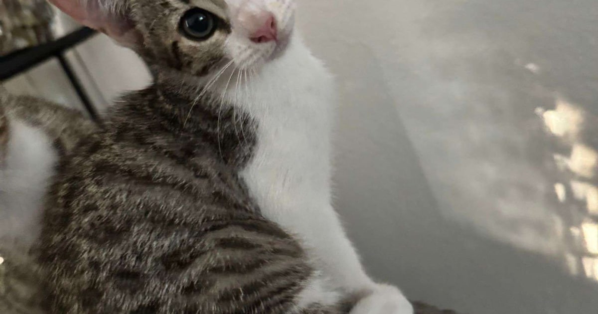 Heb jij Witje of Gizmo gezien? Deze twee huisdieren worden in Veldhoven vermist