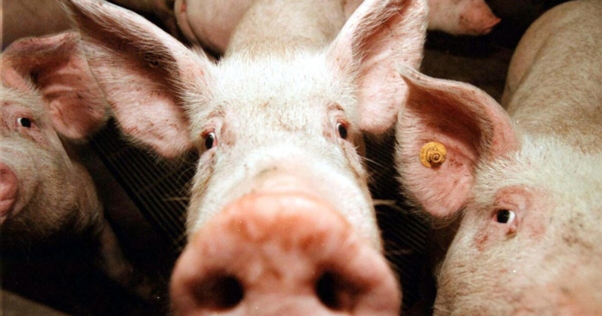 Boer in Hulsel mag door met uitbreiding