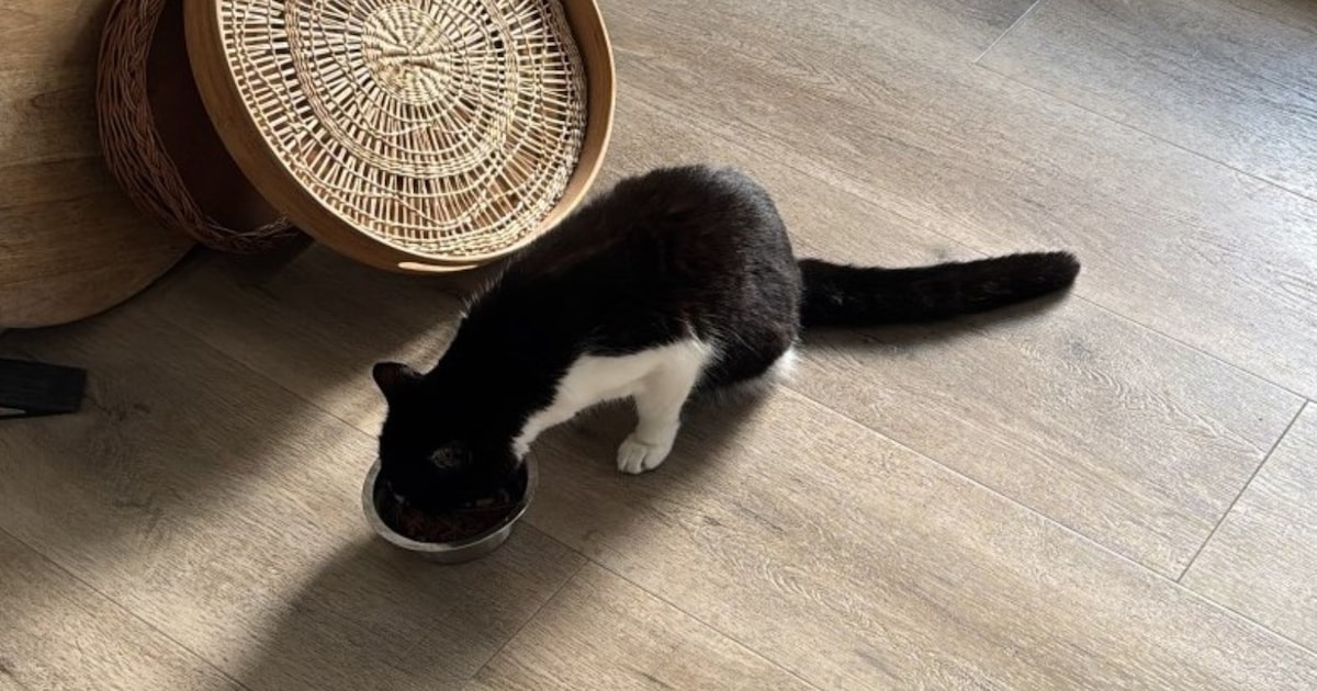 Heb jij Nino of Nacho gezien? Deze twee huisdieren worden in Geldrop-Mierlo vermist