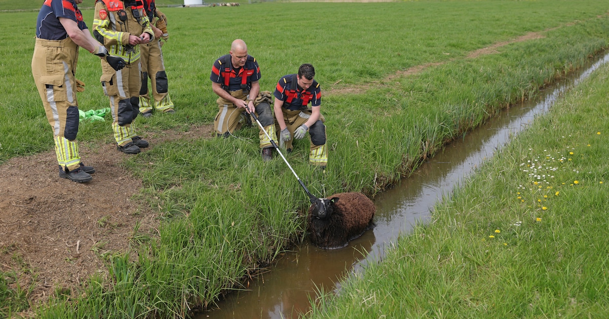 Schaap uit sloot gered door brandweer in Waalwijk: natte vacht maakt dier loodzwaar