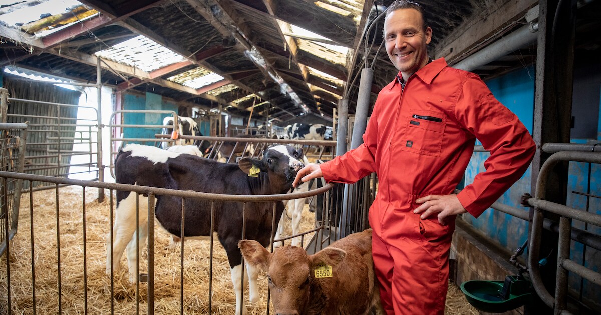 Kalfjes bij hun moeder: in Nederland niet de gewoonte, maar boer Corné wil niet anders meer