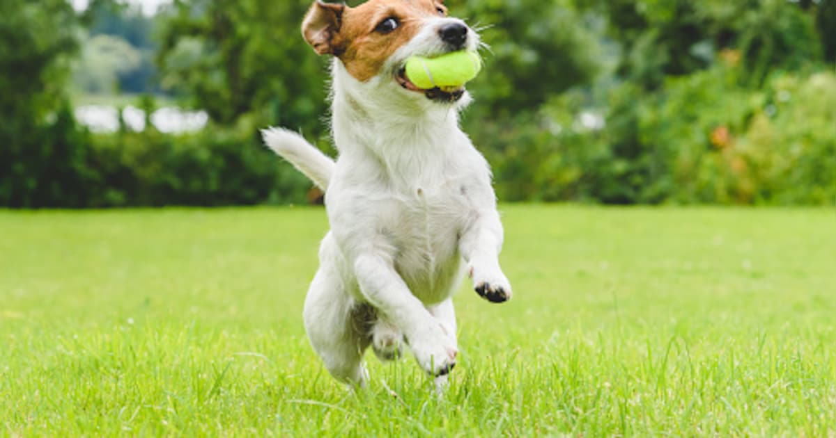 Aanleg omheind hondenlosloopgebied op Nieuwe Heide bij Best