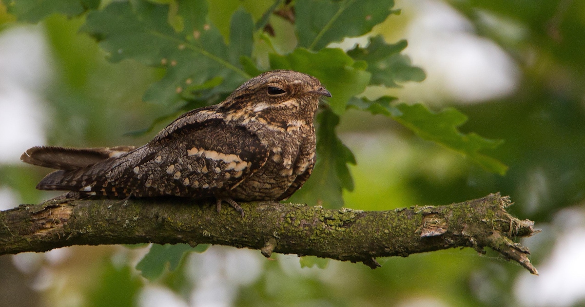 Publiekswandeling op Oirschotse Heide: op zoek naar nachtzwaluwen en vleermuizen