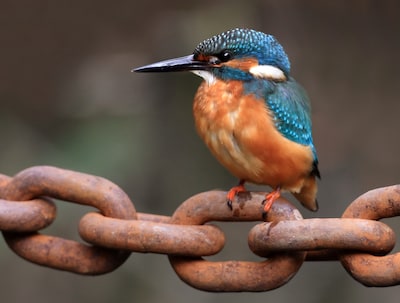 Vogelwandeling bij Moerkuilen in Nijnsel