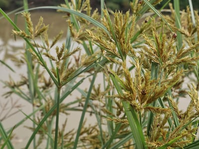 Landbouwplaag knolcyperus aangetroffen in Bladel: ‘Dit onkruid mag niet in de groenbak’
