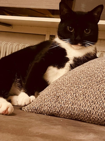 Heb jij Ziggy, Oepsie of Luna gezien? Deze vijf huisdieren worden in Eindhoven vermist