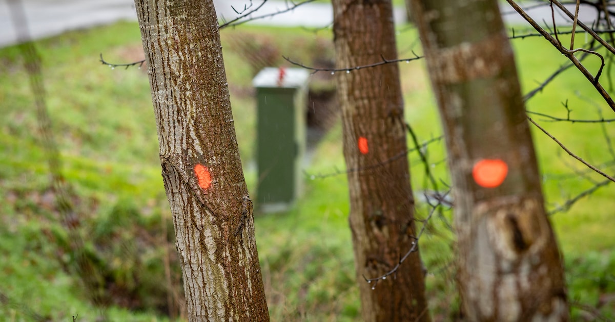 Bomenkap rond visvijver in Cranendonck