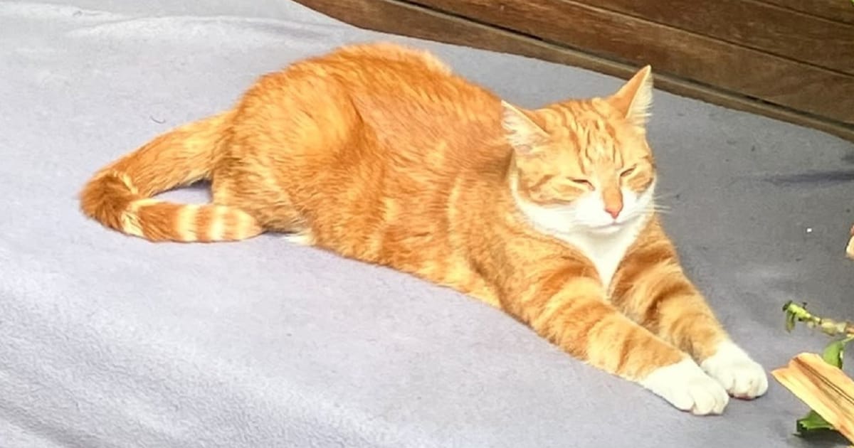 Heb jij Olaf gezien? Dit huisdier wordt in Gemert-Bakel vermist