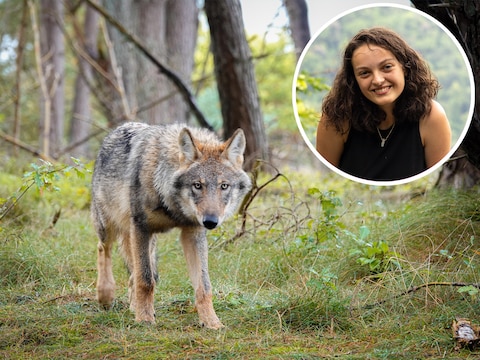 Melissa (18) uit Brabant ging naar Ede om wolven te fotograferen. / De wolf die Melissa in Ede tegenkwam.