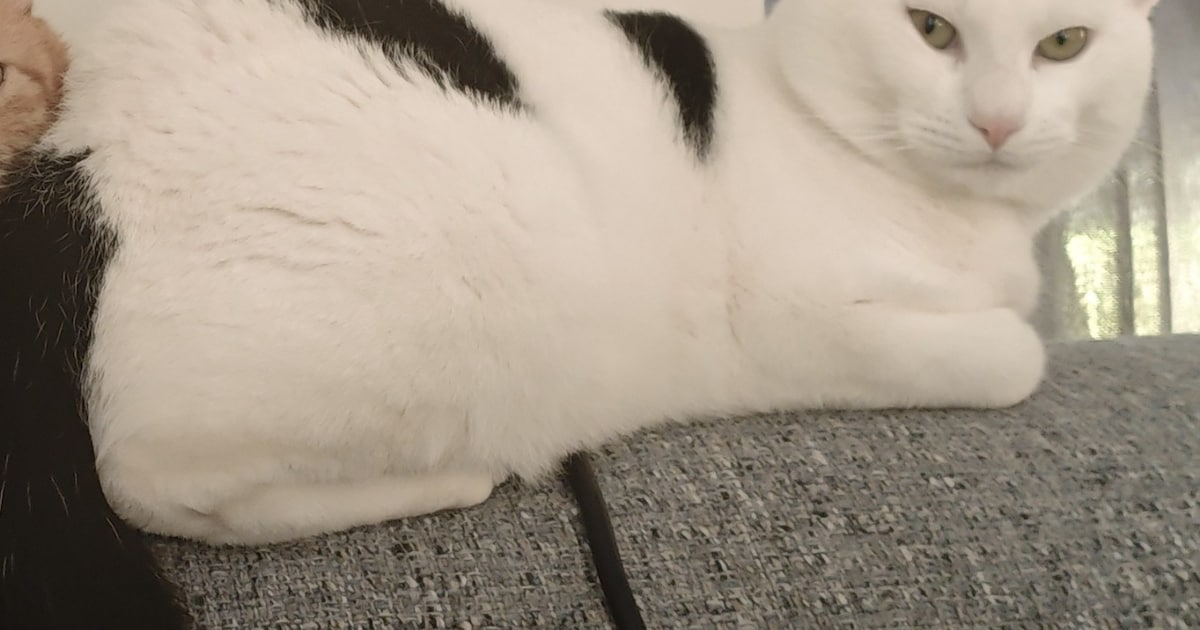 Heb jij Leroy, Loki of Berry gezien? Deze vier huisdieren worden in Best vermist