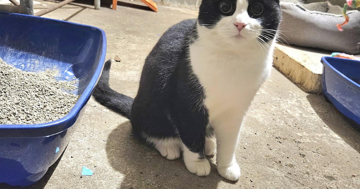 Heb jij Scottie gezien? Dit huisdier wordt in Heeze-Leende vermist