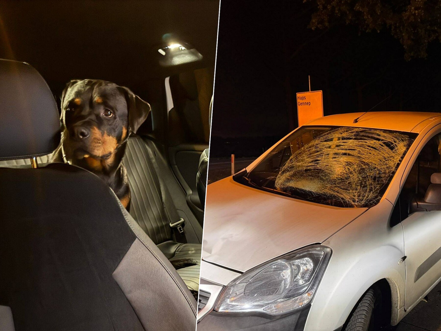 Vrouw laat haar honden uit, maar wordt geraakt door bestelbus in Elsendorp: grote barst in voorruit