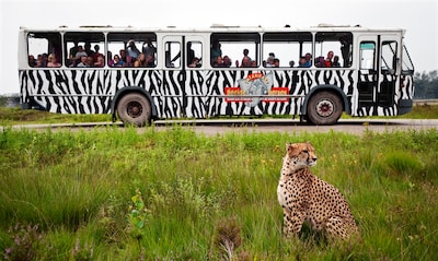 Drachtige cheeta gevangen na ontsnapping in safaripark Beekse Bergen, park is weer open