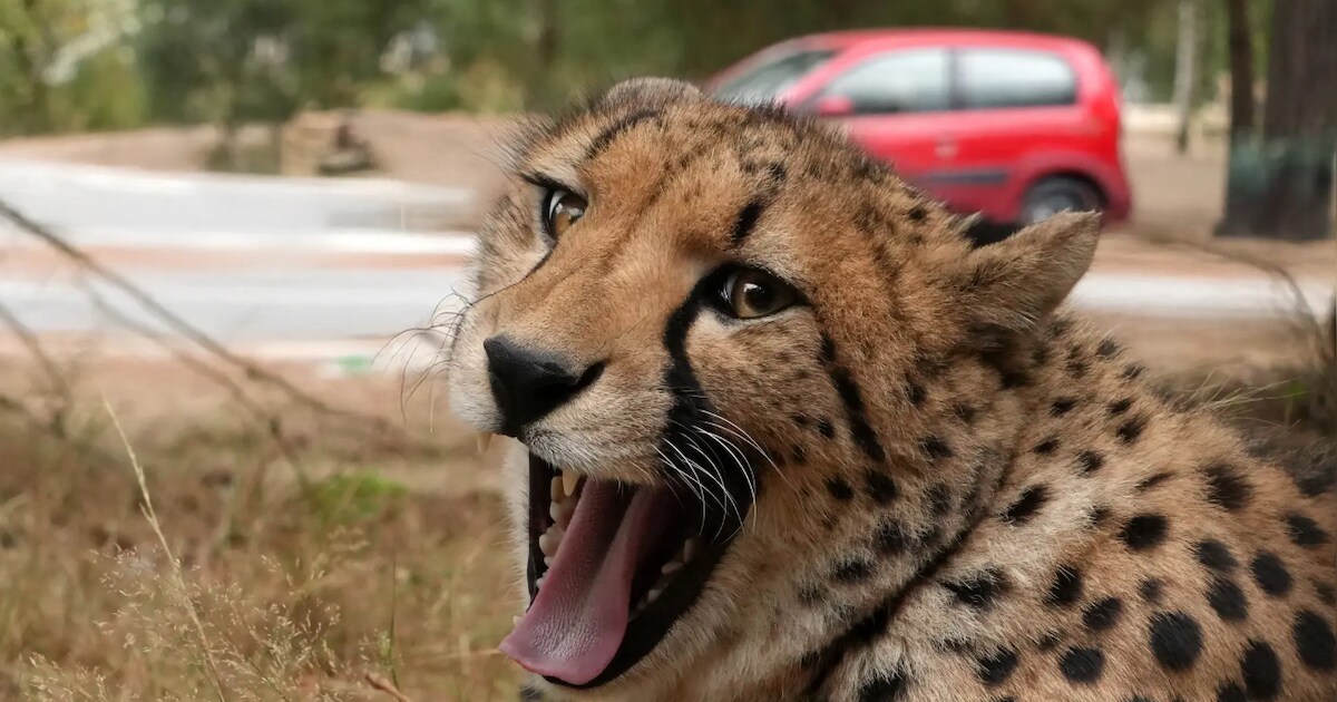 Safaripark Beekse Bergen scheidt bezoekers van cheeta's na gevaarlijke ...