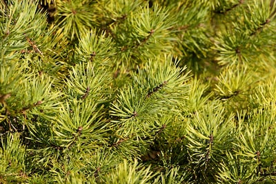 Aangepaste ophaaldagen afval rond kerst in Den Bosch