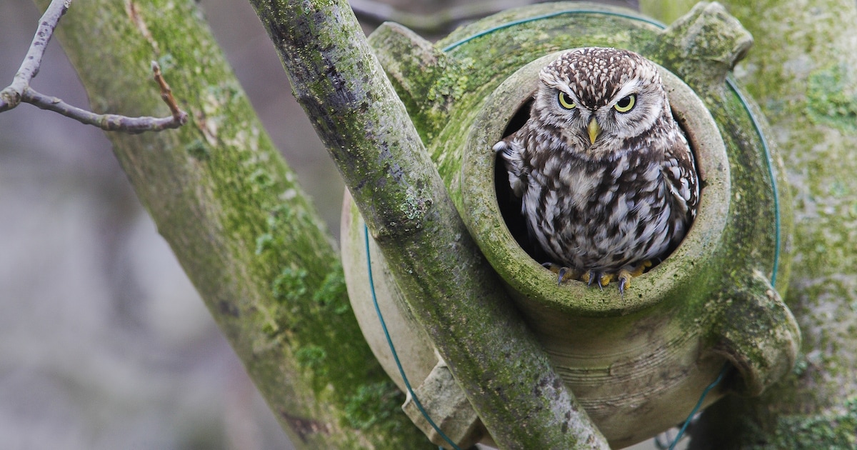 Lezing over roofvogels en uilen in Deurne