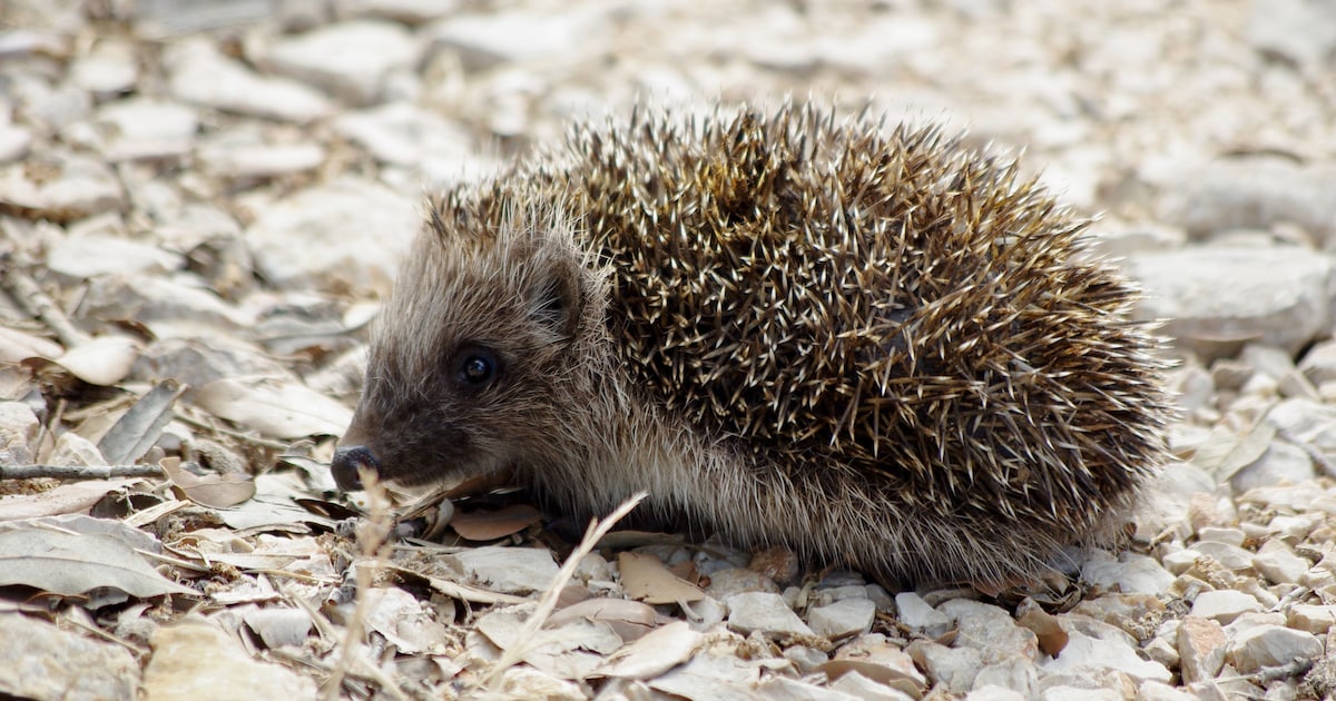 IVN Geldrop houdt natuurlezing over de Europese egel