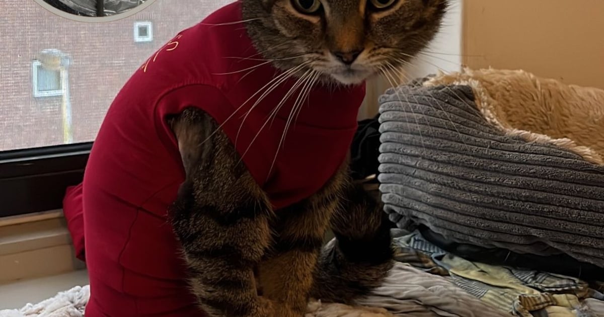 Kat Rudy raakt zwaargewond door kruisboogschot in Eindhoven, ook tweede kat in de buurt beschoten