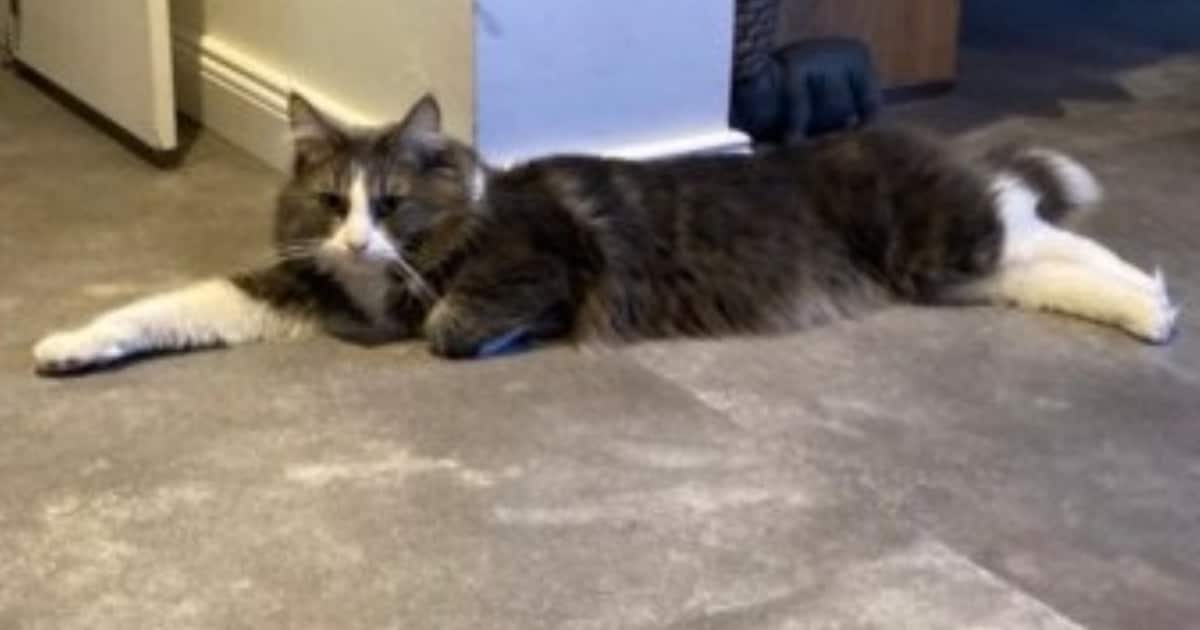 Heb jij Dieuwke of Dokus gezien? Deze twee huisdieren worden in Gemert-Bakel vermist
