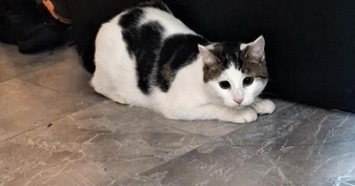 Heb jij Sisi gezien? Dit huisdier wordt in Gemert-Bakel vermist