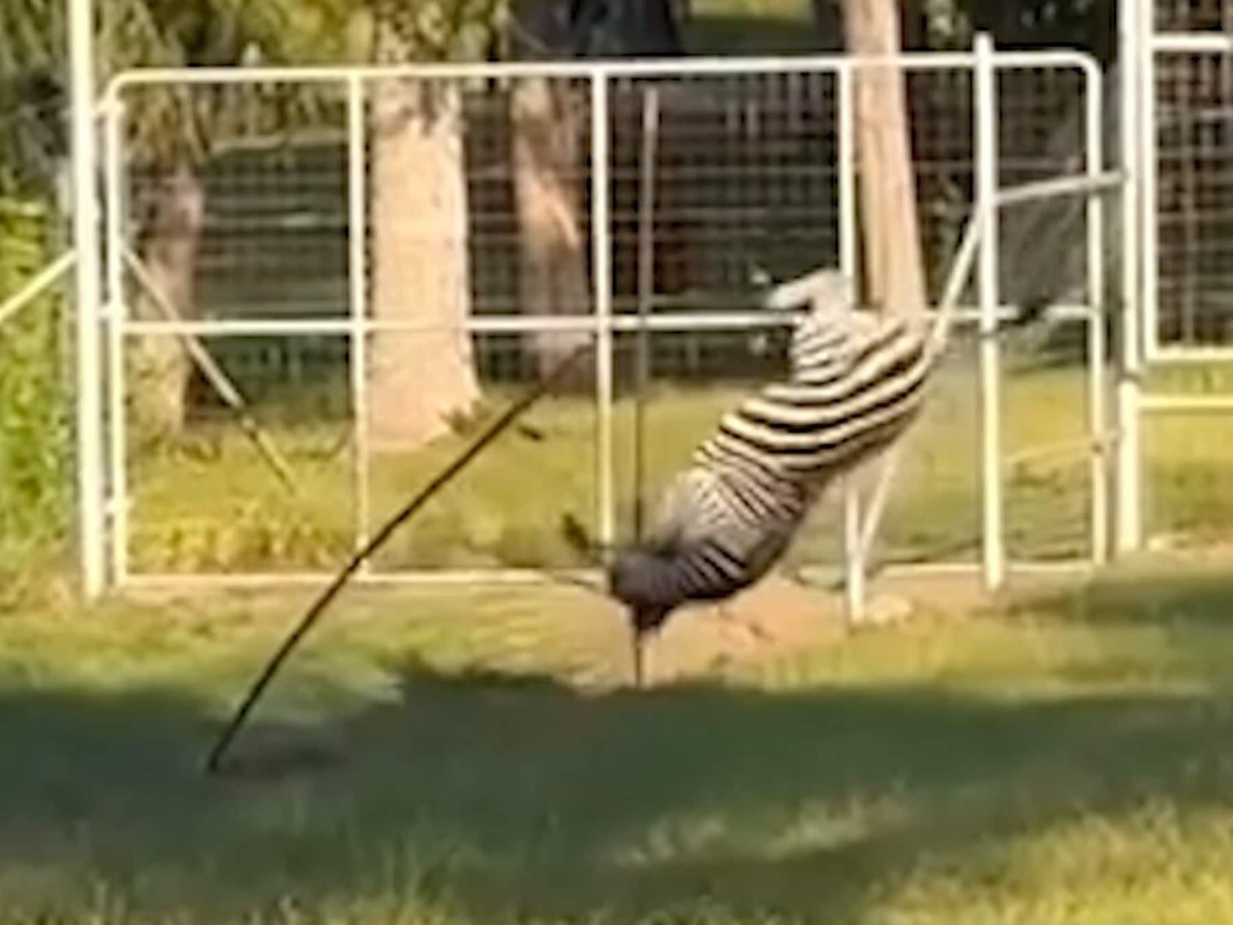 Zebra maakt perfecte salto tijdens ontsnapping uit verblijf