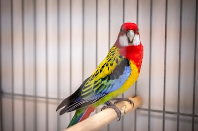 Vogeltentoonstelling bij GroenRijk in Veldhoven