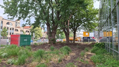 Drie monumentale bomen nog steeds heikel punt in bouwplan Em