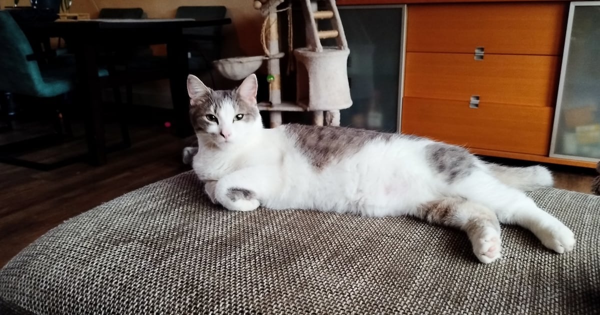 Heb jij Tippy gezien? Dit huisdier wordt in Cranendonck vermist