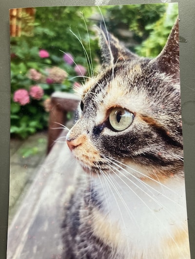 Heb jij Lola, Pipo of Tetje gezien? Deze vier huisdieren worden in Den Bosch vermist