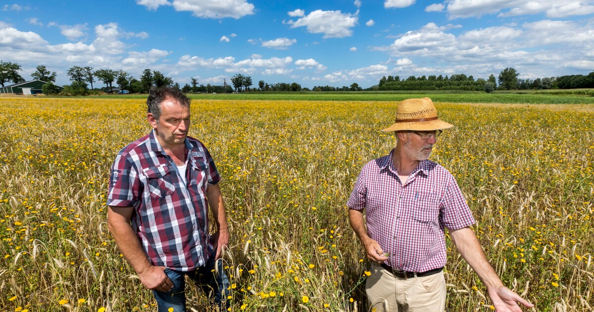 Boer uit Leende teelt nu ook bloemen voor de bij én graan voor de groenling