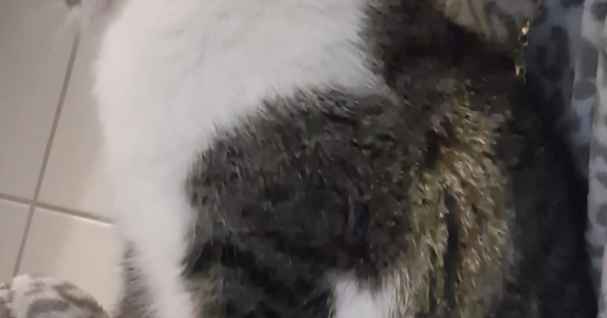 Heb jij Dikkie of Gijsje gezien? Deze twee huisdieren worden in Cranendonck vermist