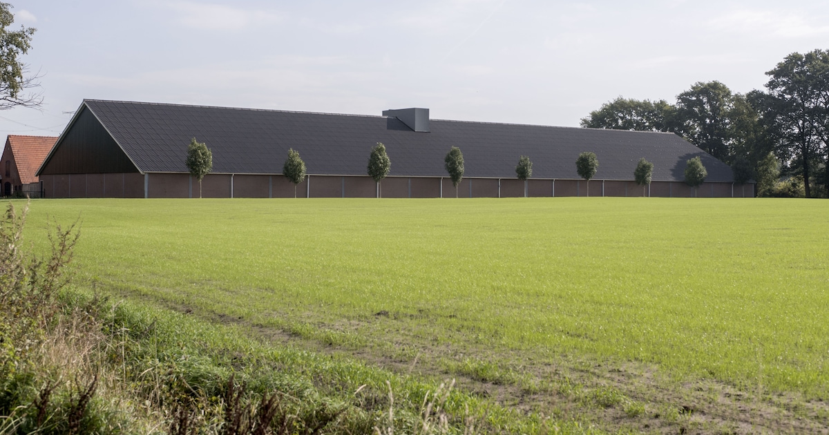 Uitbreiding van varkensstal in Gemert-Bakel roept vragen op: ‘3000 varkens erbij levert ook meer mes