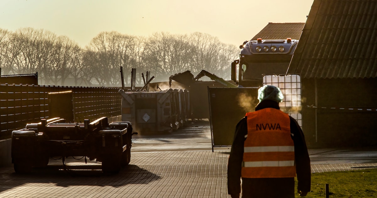 Schrik zit er in de sector goed in, nu vogelgriepvirus ook in Brabant opduikt